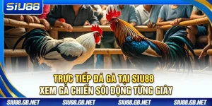 Trực Tiếp Đá Gà Tại Siu88 – Xem Gà Chiến Sôi Động Từng Giây