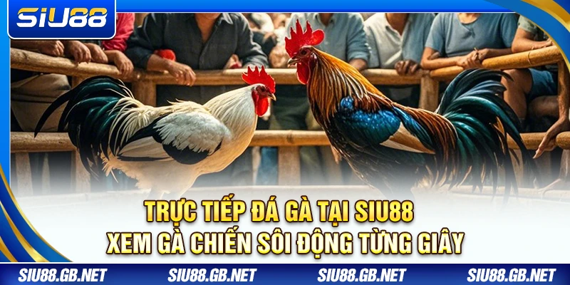 Trực Tiếp Đá Gà Tại Siu88 – Xem Gà Chiến Sôi Động Từng Giây