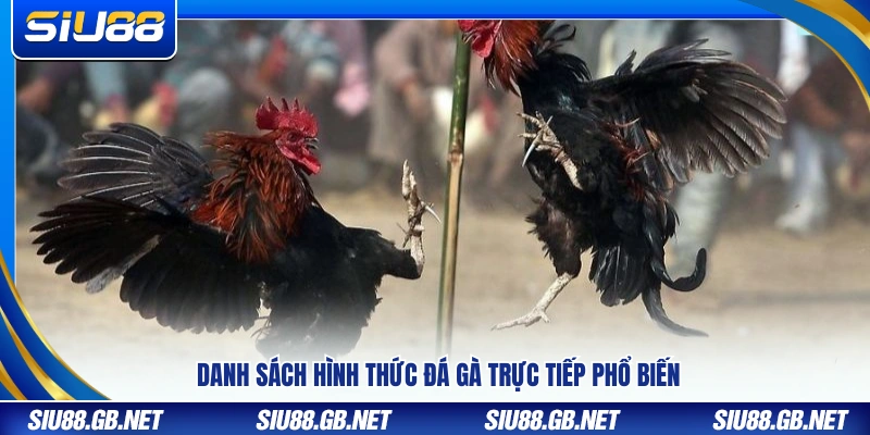 Những loại trực tiếp đá gà được nhiều người lựa chọn