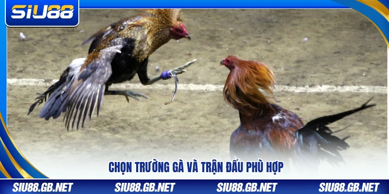 Lựa chọn trường gà và kèo đấu phù hợp